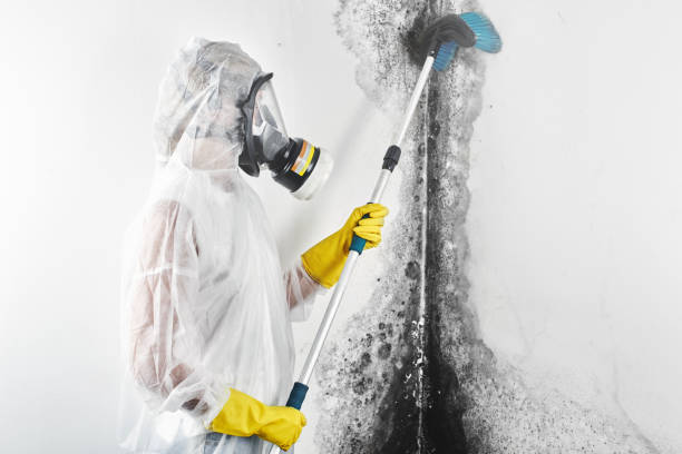 Trusted Tennessee Ridge, TN Mold Removal Experts