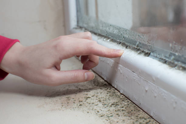 Dehumidification Services in Tennessee Ridge, TN